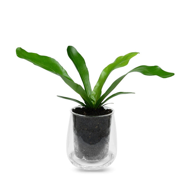 Large Clear Self Watering Glass Pot