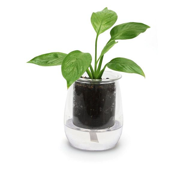 Mini Clear Self Watering Glass Pot