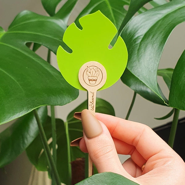 uBloomd Monstera Green Plant Traps x10