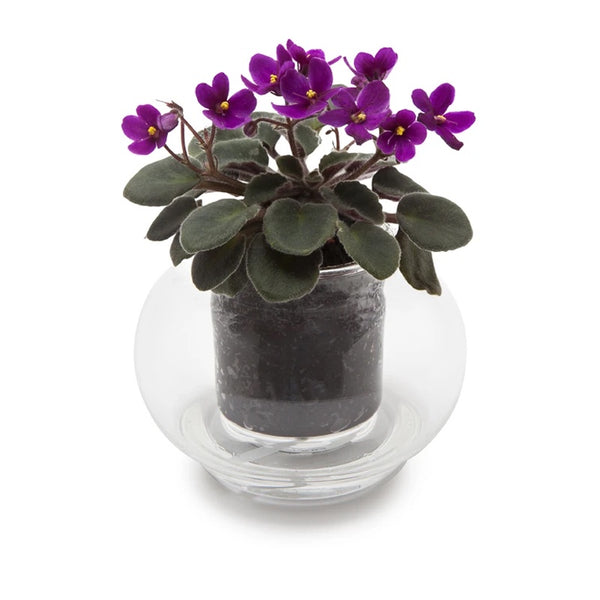 Small Clear Self Watering Glass Pot