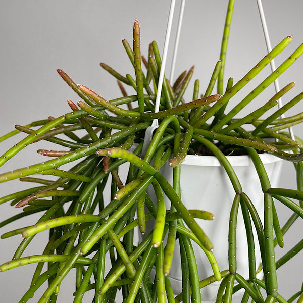 Rhipsalis Cassutha 130mm Hanging