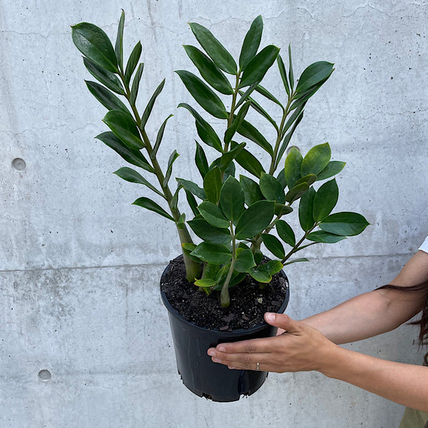 Zamioculcas Zamiifolia Zanzibar Gem 200mm
