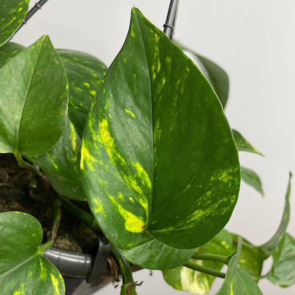 Epipremnum Aureum Devils Ivy 200mm Hanging