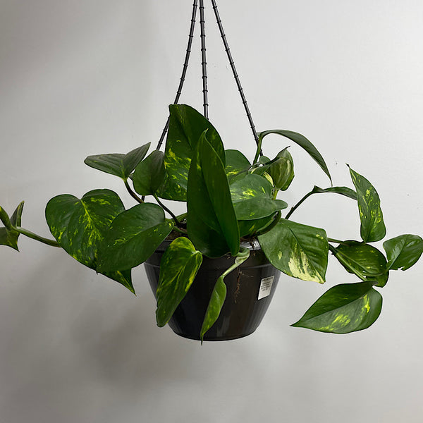 Epipremnum Aureum Devils Ivy 200mm Hanging