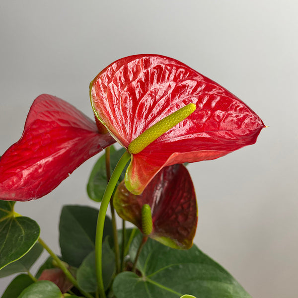 Anthurium Andraeanum Flamingo Flower Red 175mm