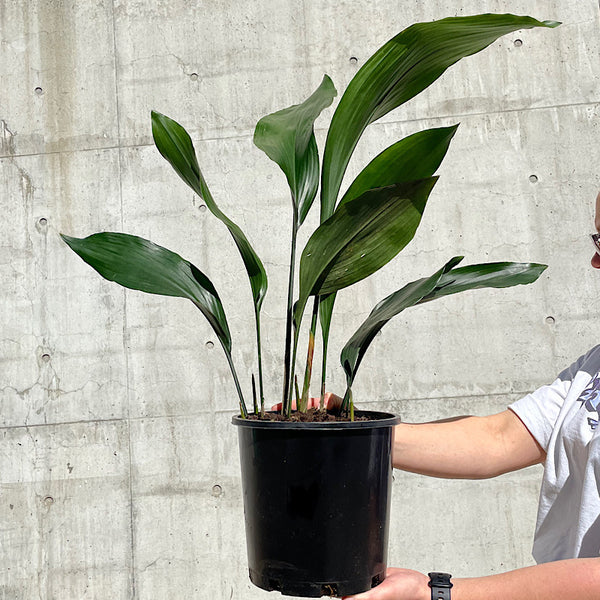 Aspidistra Elatior Cast Iron Plant 200mm