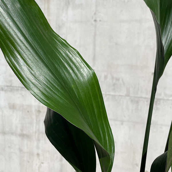 Aspidistra Elatior Cast Iron Plant 200mm
