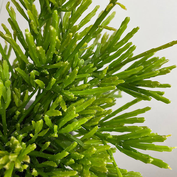 Rhipsalis Sulcata 130mm Hanging