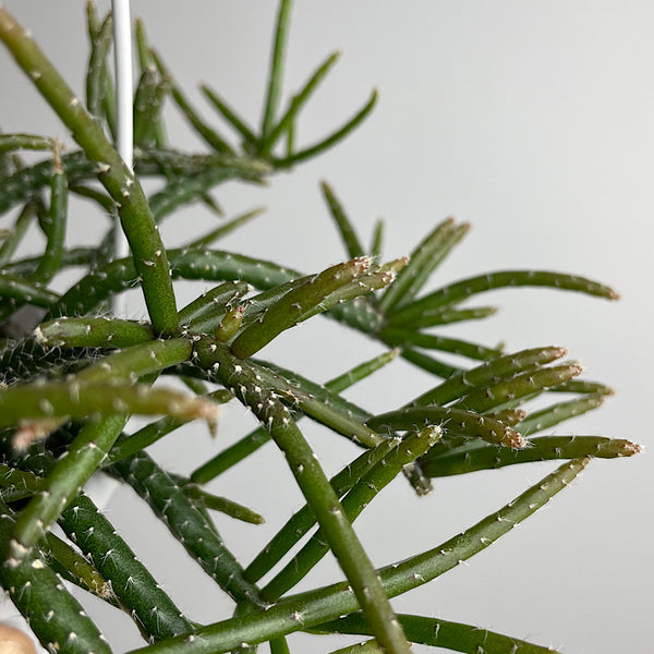 Rhipsalis Horrida 130mm Hanging