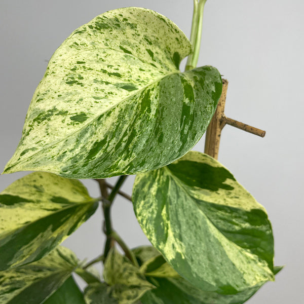 Epipremnum Aureum Marble Queen 130mm
