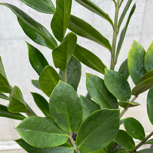 Zamioculcas Zamiifolia Zanzibar Gem 200mm