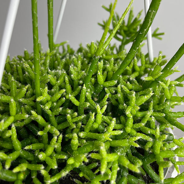 Rhipsalis Cereuscula 130mm Hanging