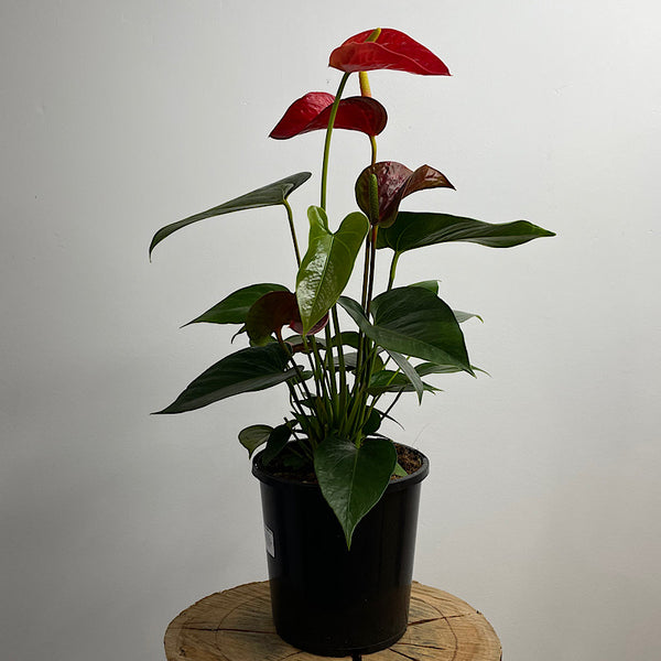 Anthurium Andraeanum Flamingo Flower Red 175mm