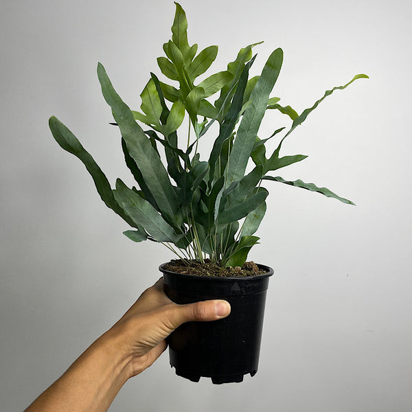 Phlebodium Aureum Blue Star Fern 130mm