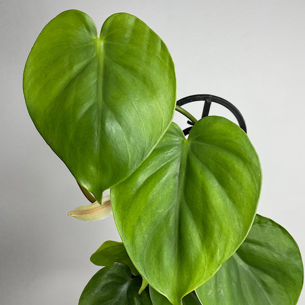 Philodendron Cordatum Heart Leaf 120mm