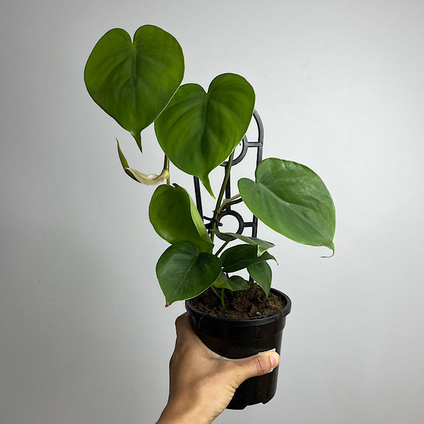 Philodendron Cordatum Heart Leaf 120mm
