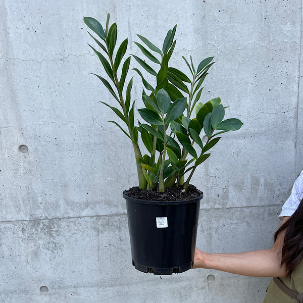 Zamioculcas Zamiifolia Zanzibar Gem 200mm