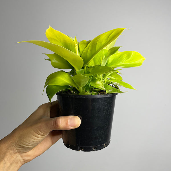 Philodendron Moonlight 100mm