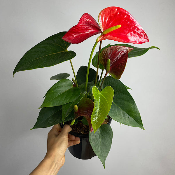 Anthurium Andraeanum Flamingo Flower Red 175mm
