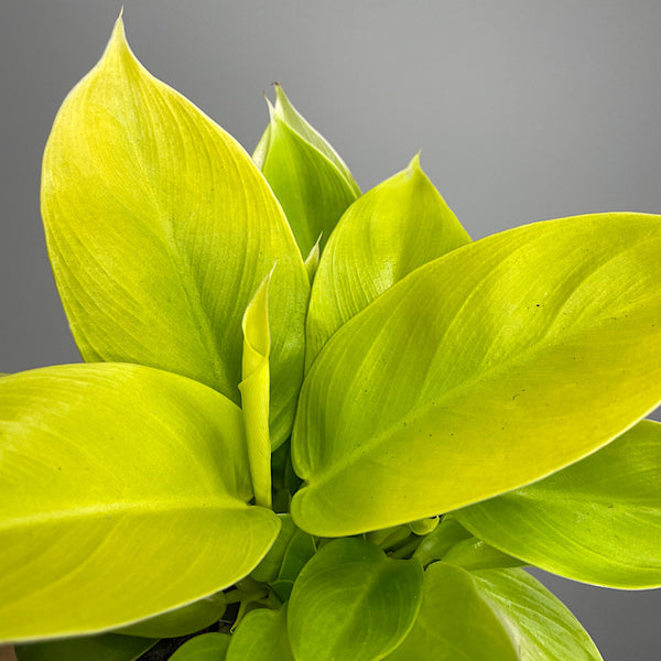 Philodendron Moonlight 100mm