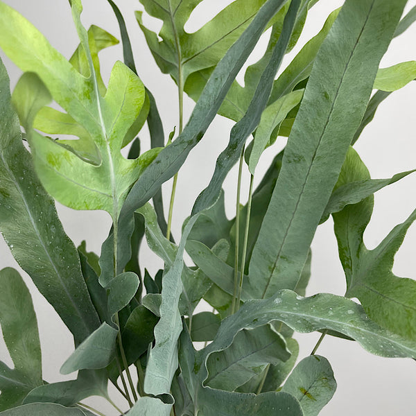 Phlebodium Aureum Blue Star Fern 130mm