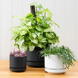 Ready Plant and Pot Combos