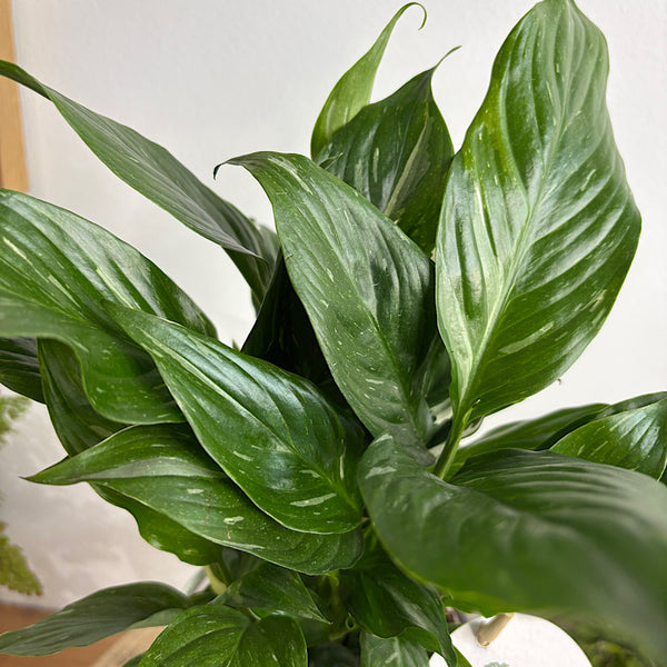 Domino Peace Lily in Small Glass Pot
