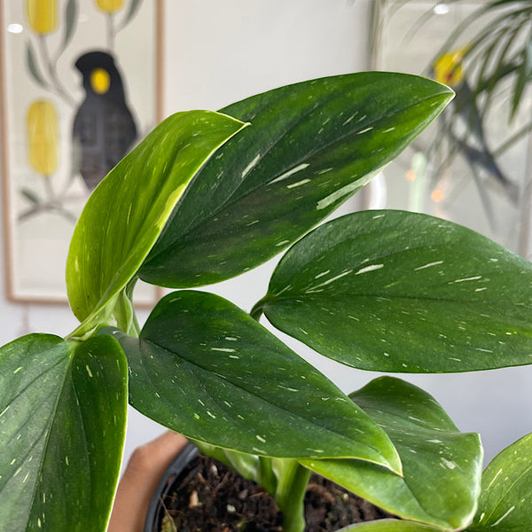 Monstera Standleyana Variegata 130mm