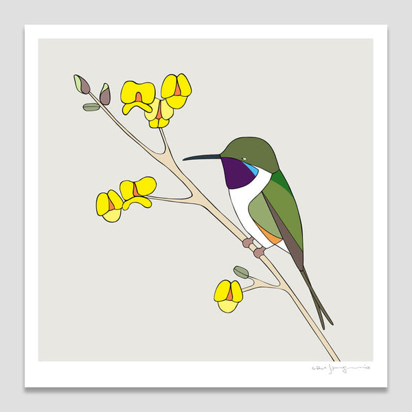 Picafor De Arica Chilean Woodstar Framed Art Print by Eggpicnic