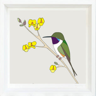 Gouldian Finches Framed Art Print by Eggpicnic