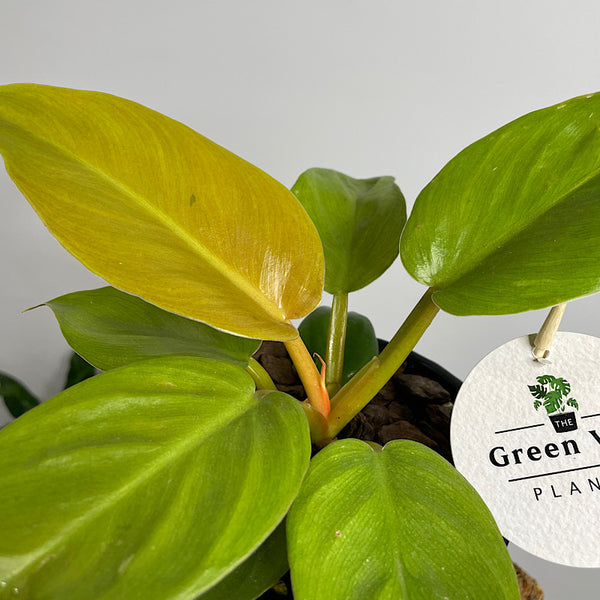 Philodendron Golden Melinonii in Small Athens Pot Black