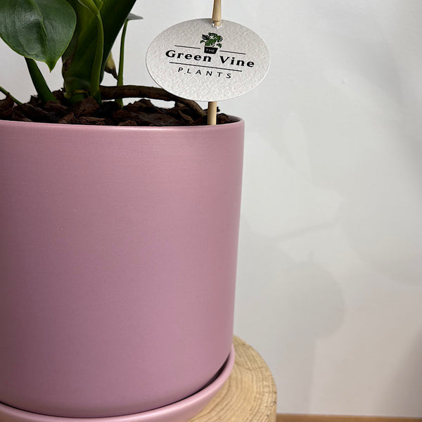 Monstera Deliciosa in Large Oslo Pot Mallow
