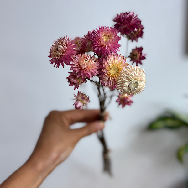 Dried Helichrysum Daisy Natural Pink