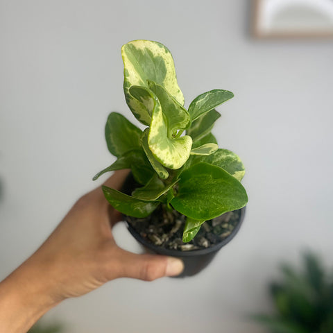 Peperomia Obtusifolia Speckled Marble 100mm