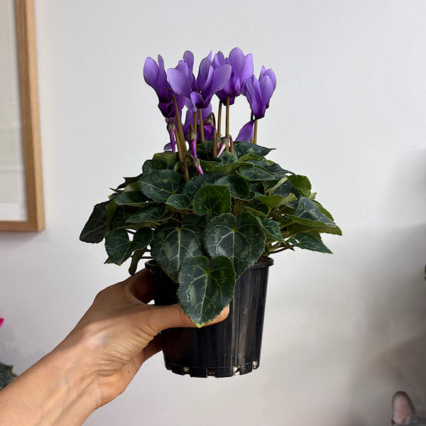 Cyclamen Dragon Blue Violet 100mm