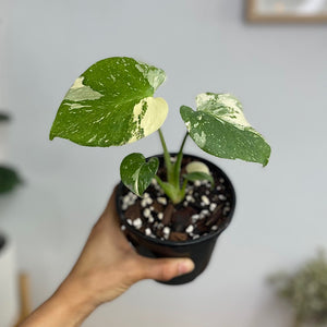 Monstera Thai Constellation Variegated 120mm