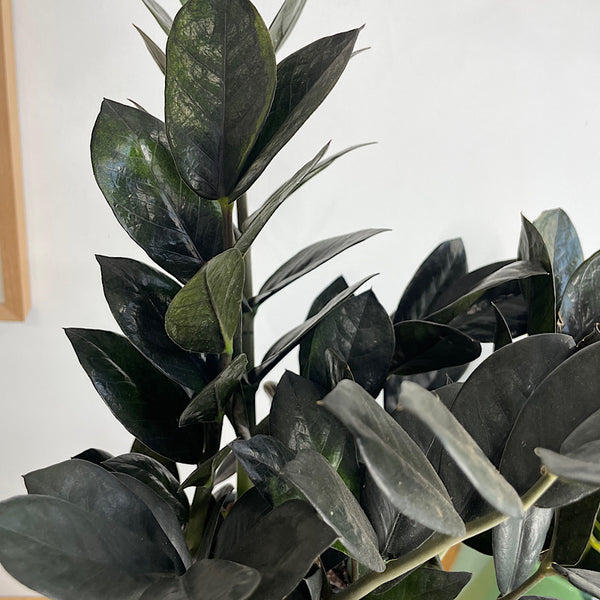 Jungle Warrior Black ZZ Plant in Large Athens Planter Black