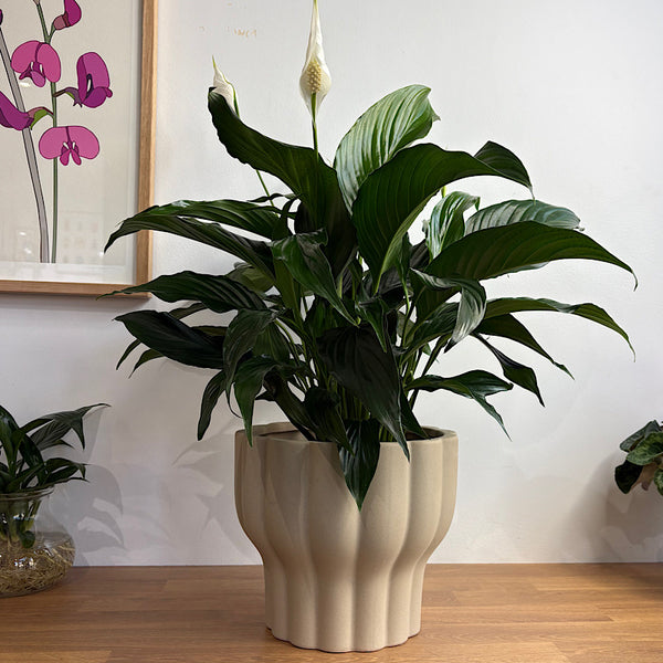 Peace Lily in X-Large Naku Pot Putty
