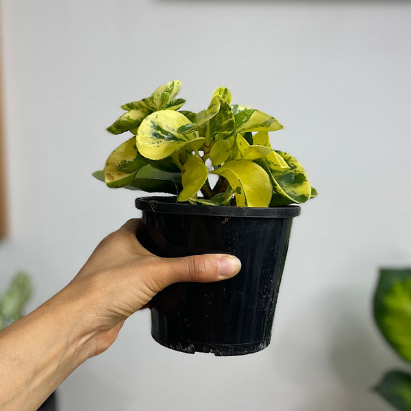 Peperomia Obtusifolia Marble 130mm