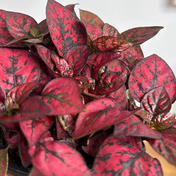 Hypoestes Phyllostachya Red Splash 130mm