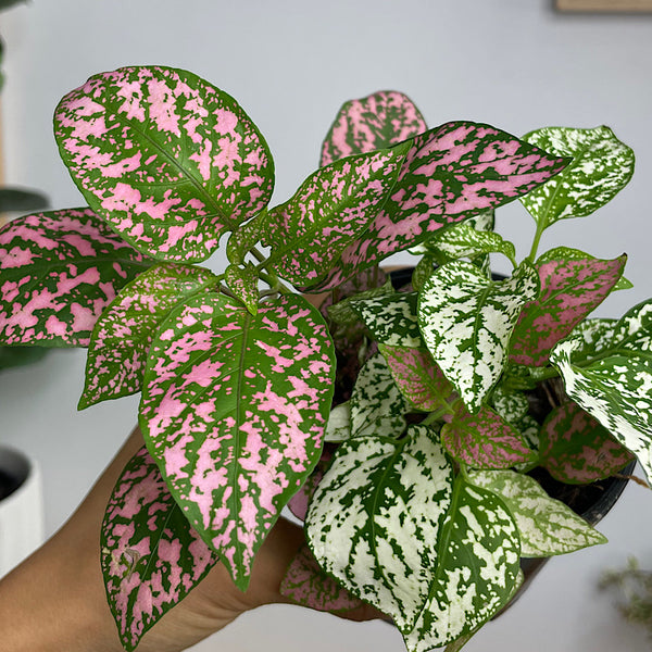 Hypoestes Triple Polka Dot Plant 100mm