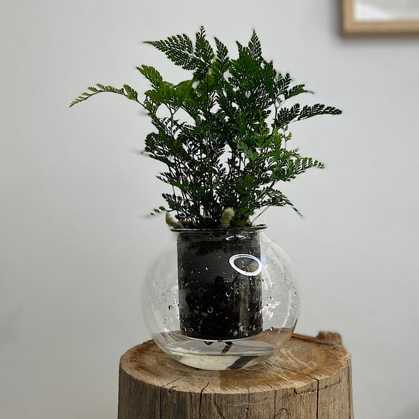 Rabbits Foot Fern in Medium Self Watering Glass Pot