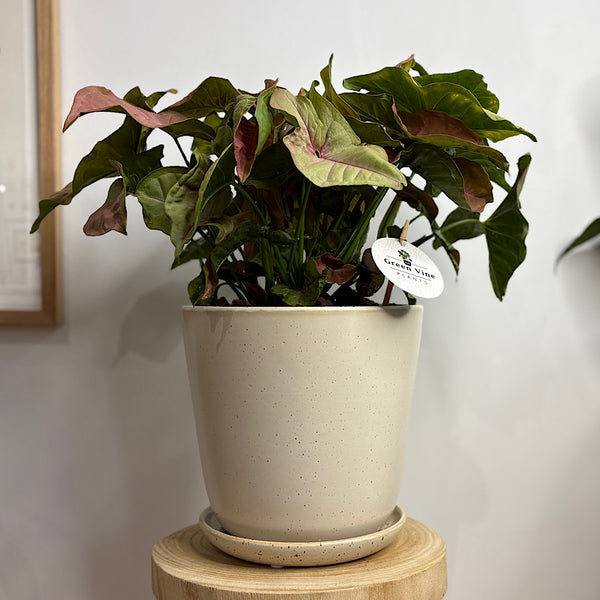 Syngonium Pink Lava in Large Gerti Pot White Speckle