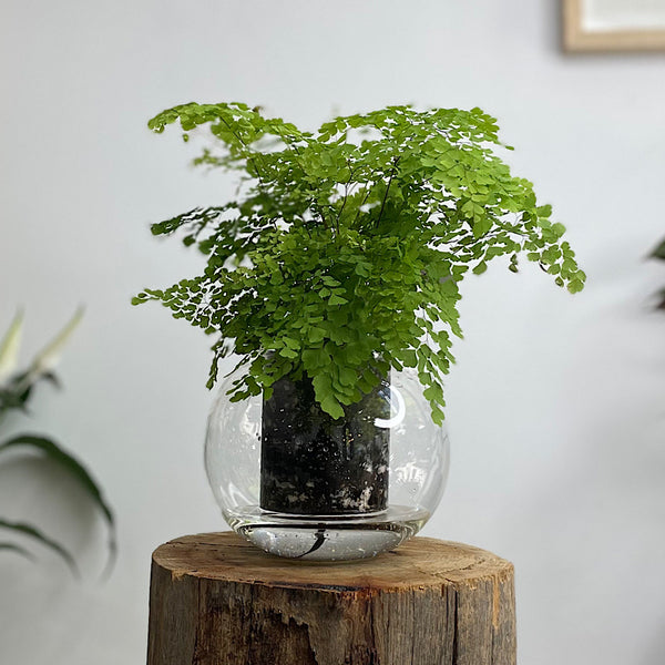 Maidenhair Fern in Medium Self Watering Glass Pot