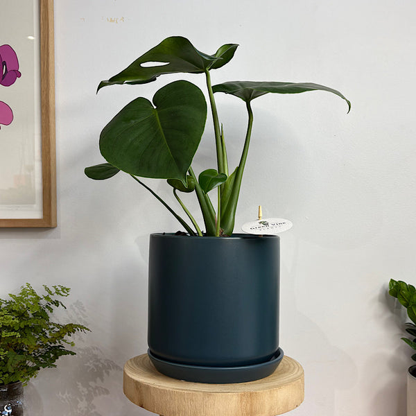 Monstera Deliciosa in Large Oslo Pot Navy