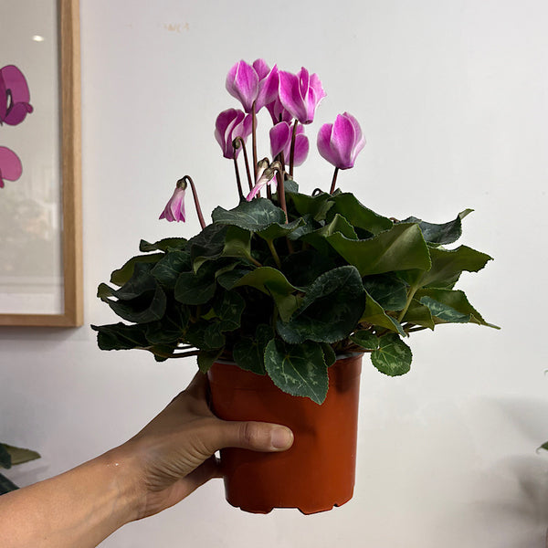 Cyclamen Allure Flame 130mm