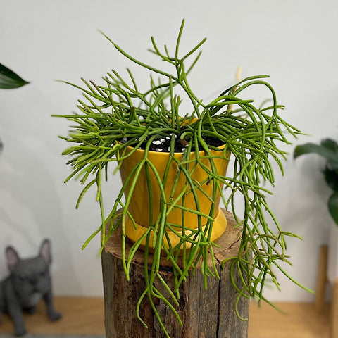 Rhipsalis Baccifera ssp. Mauritiana in Small Hamburg Pot Tobacco