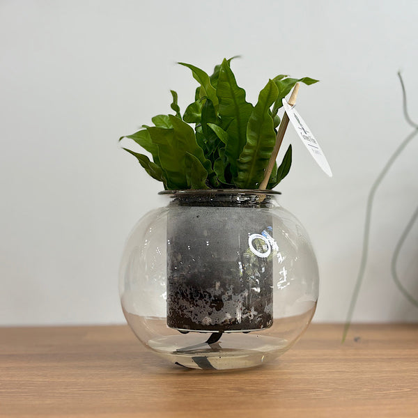 Fern in Medium Self Watering Glass Pot