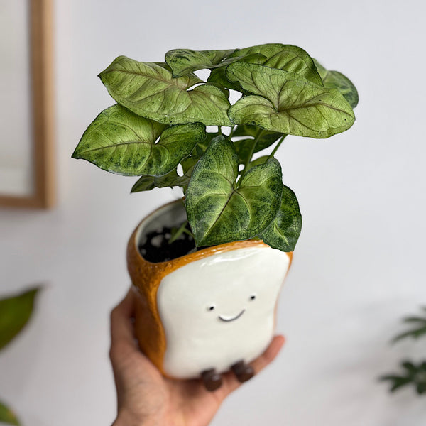 Syngonium in Teddy Toast Pot