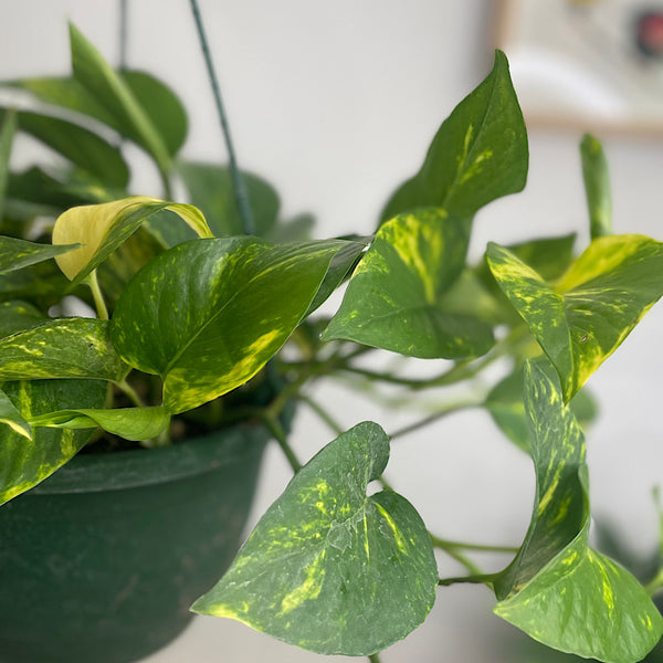 Epipremnum Aureum Devils Ivy Pothos Hanging 200mm